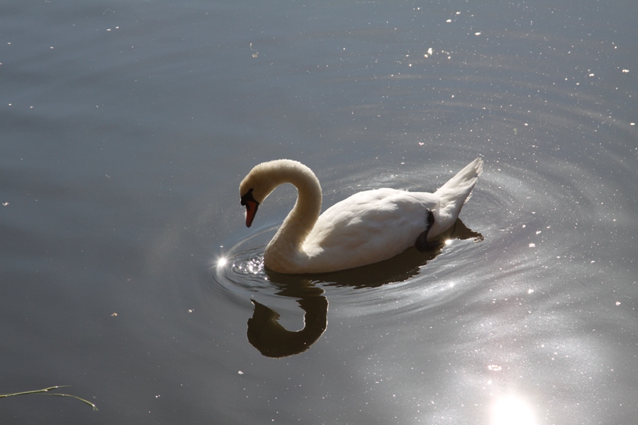 Cigno - Swan